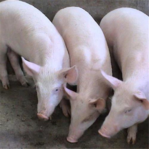 大量出售巴马香猪 在线咨询香猪价格 藏香猪养殖厂